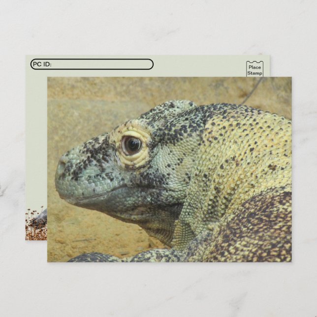 Cartão Postal Postcross - Komodo Dragon (Frente/Verso)
