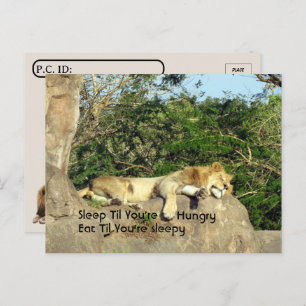 Cartão Postal Postcross - Leão Dormindo até você estar com fome