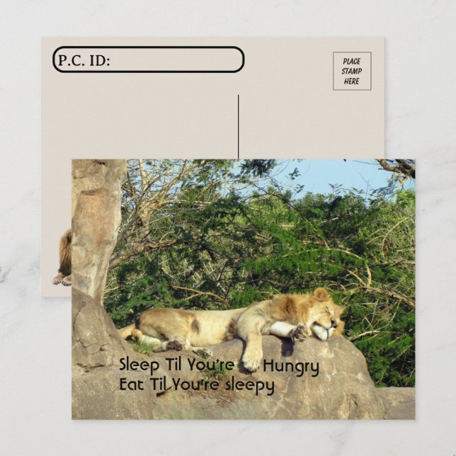 Cartão Postal Postcross - Leão Dormindo até você estar com fome (Frente/Verso)