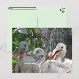 Cartão Postal Postcross - Pintinhos Roseate Spoonbill