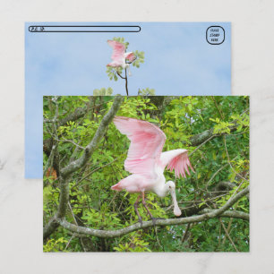 Cartão Postal Postcross - Roseate Spoonbill