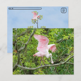 Cartão Postal Postcross - Roseate Spoonbill