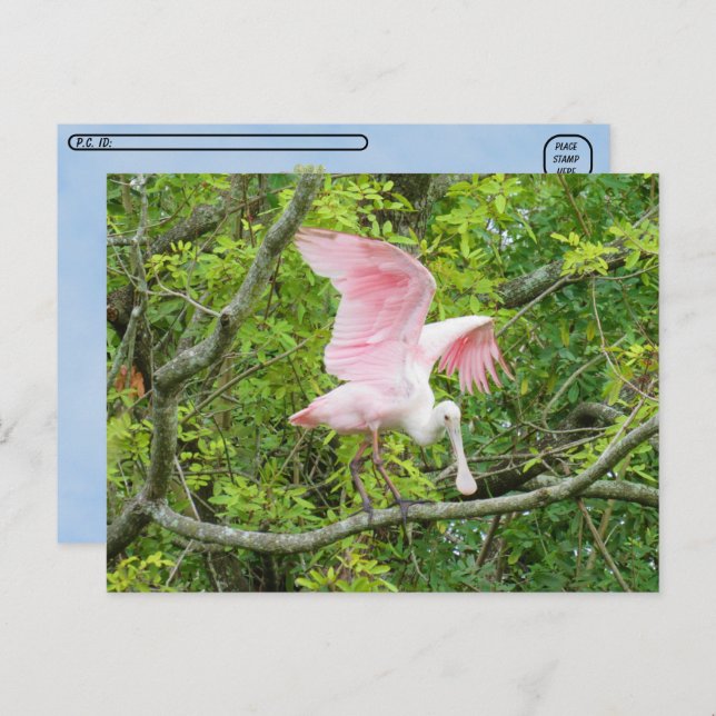 Cartão Postal Postcross - Roseate Spoonbill (Frente/Verso)