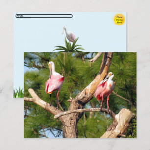 Cartão Postal Postcross - Roseate Spoonbill - Cartão-postal da F