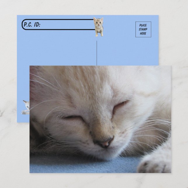 Cartão Postal Postcross Sdoring Siamese Kitten - Miss Winter (Frente/Verso)