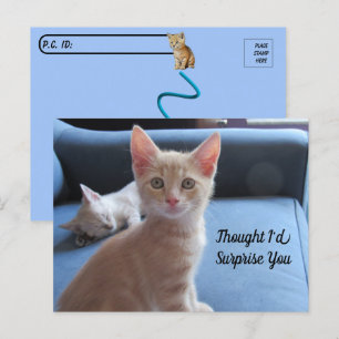 Cartão Postal Postcross - Taz e Winter Surprise Cat