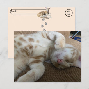 Cartão Postal Postcross - Taz The Adorable Ginger Tabby - Cat