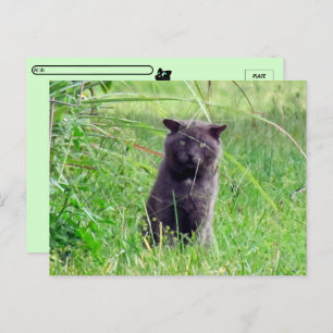 Cartão Postal Postcross - The Cinza Stray - Cat Postcard
