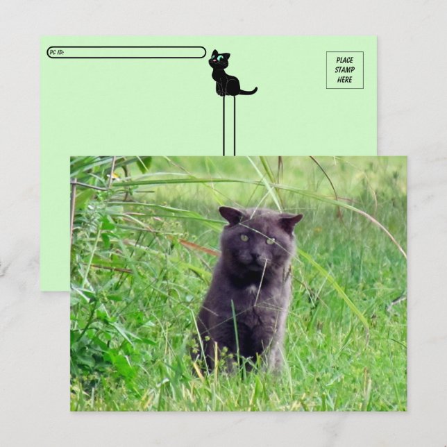 Cartão Postal Postcross - The Cinza Stray - Cat Postcard (Frente/Verso)