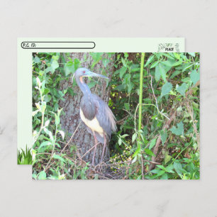 Cartão Postal Postcross - Tricolorido Heron Construindo um Ninho