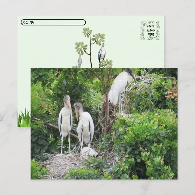 Cartão Postal Postcross - Woodstork e Juveniles (Frente/Verso)