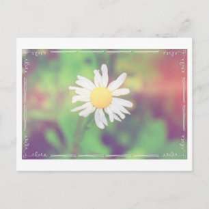 Cartão Postal Postcrossing Cottage Daisy