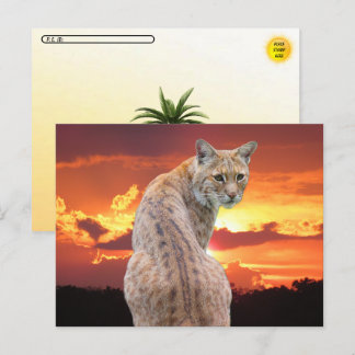 Cartão Postal Postcrossing - Lince da Flórida com pôr do sol des