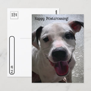 Cartão Postal Postcrossing Major o Postcard do Pit Bull