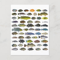 Poster de Grupo Cichlid