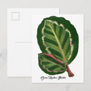 Cartão Postal Pôster de ilustração de folha Green Mantara Illust