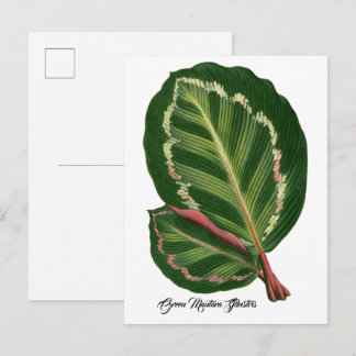 Cartão Postal Pôster de ilustração de folha Green Mantara Illust
