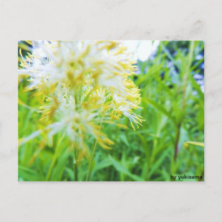 Cartão Postal Postkarte - Gelbe Blume