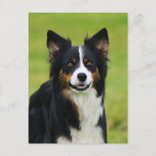 Cartão Postal Postkarte / Hunde Border Collie Portrait