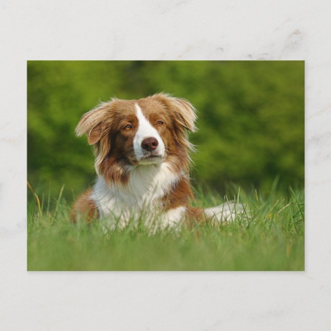 Cartão Postal Postkarte / Hunde Border Collie Portrait (Frente)