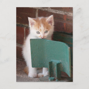 Cartão Postal Postkarte "junge Katze"