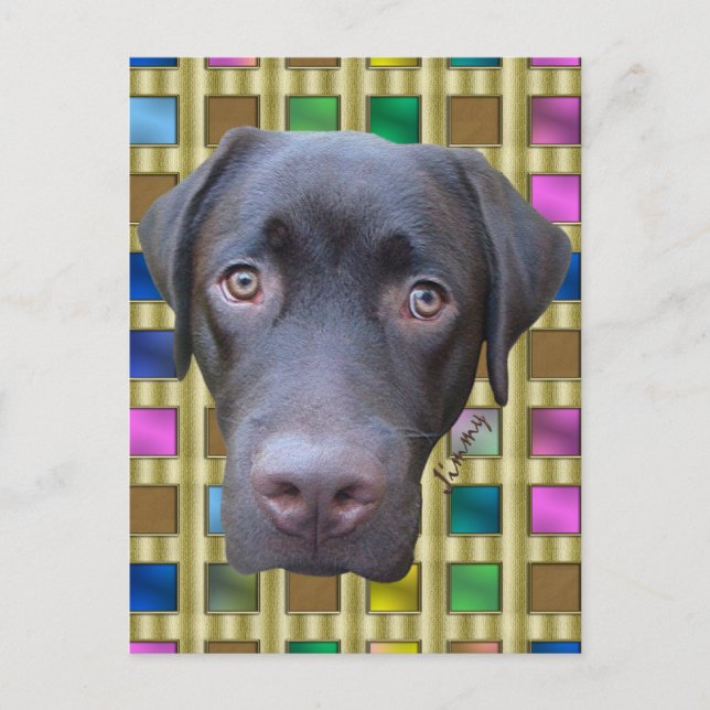 Cartão Postal Postkarte Labrador Jimmy (Frente)