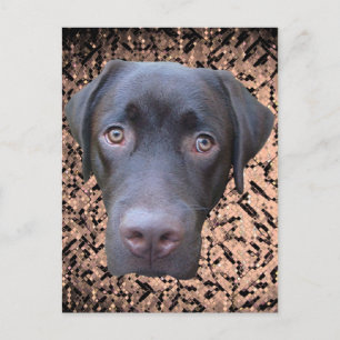 Cartão Postal Postkarte Labrador Jimmy