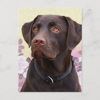 Cartão Postal Postkarte Labrador Lorenzo