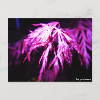 Cartão Postal Postkarte - Lila Pflanze bei Nacht
