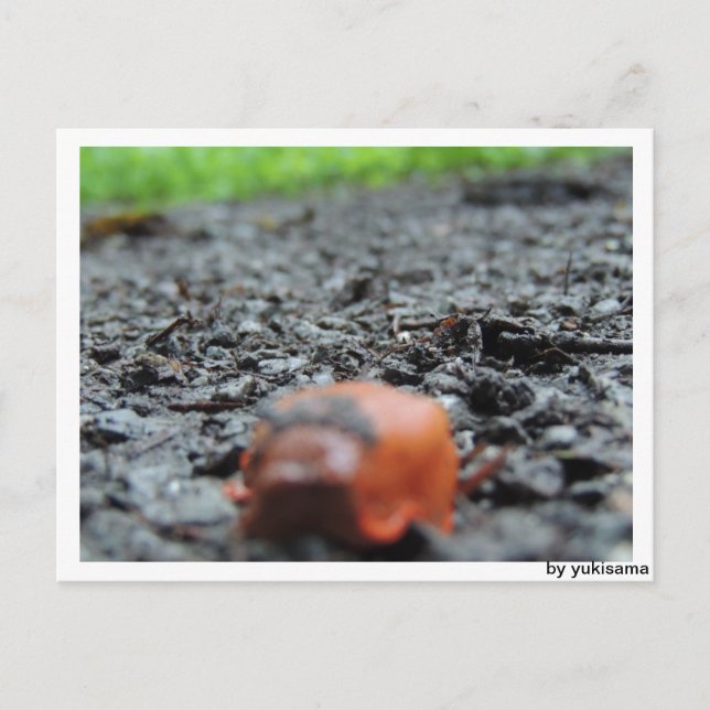 Cartão Postal Postkarte - Nacktschnecke (Frente)