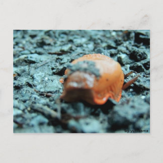 Cartão Postal Postkarte - Nacktschnecke II
