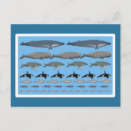 Cartão Postal Postkarte "Wale"