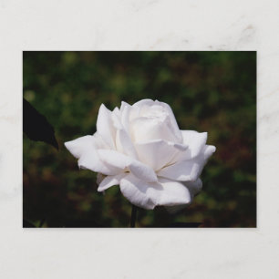 Cartão Postal Postkarte weisse Rosa
