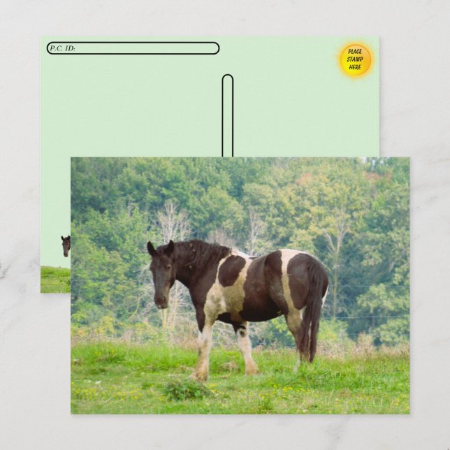 Cartão Postal Posto - Cavalo Pintado Americano em Campo (Frente/Verso)
