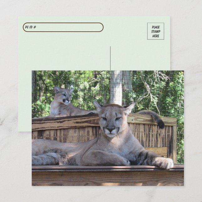 Cartão Postal Posto - Cubs Cubs 11 meses Pic (Frente/Verso)