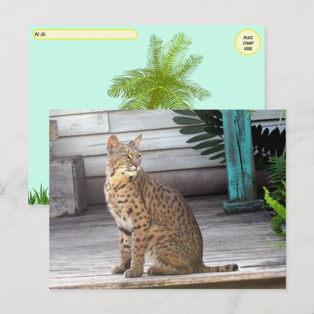 Cartão Postal Posto - Foto de um Bobcat da Flórida (Frente/Verso)
