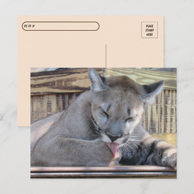 Cartão Postal Posto - Pic Cougar Cub, 11 meses (Frente/Verso)