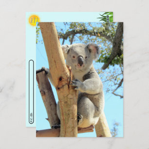 Cartão Postal Posto - Pic de Koala