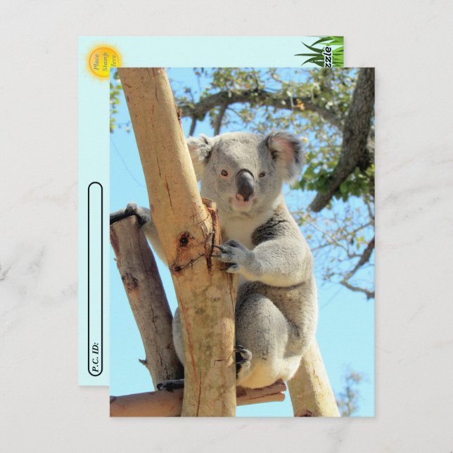 Cartão Postal Posto - Pic de Koala (Frente/Verso)
