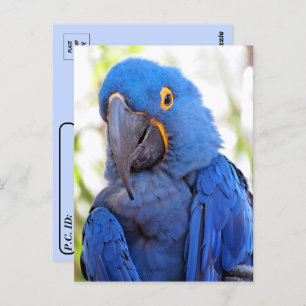 Cartão Postal Posto - Pic de uma Macaw Azul e Dourada