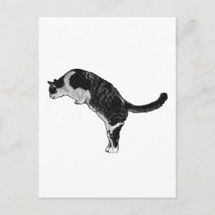 Cartão Postal Postura de Gato Alegria