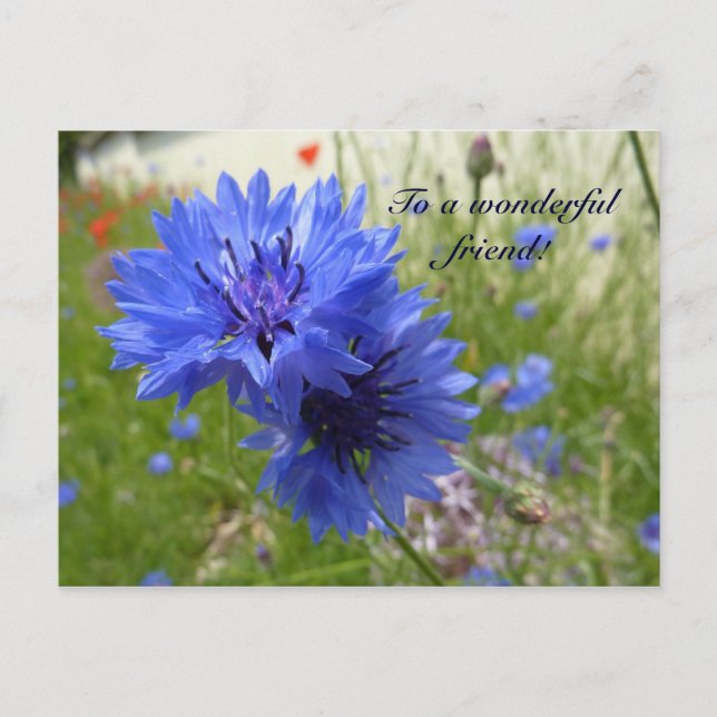 Cartão Postal Potência de Cornflower! (Frente)