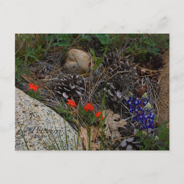 Cartão Postal Potpourri (Frente)