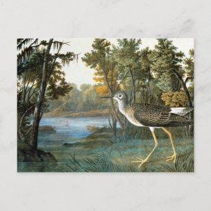 Cartão Postal Pouco Yellowlegs