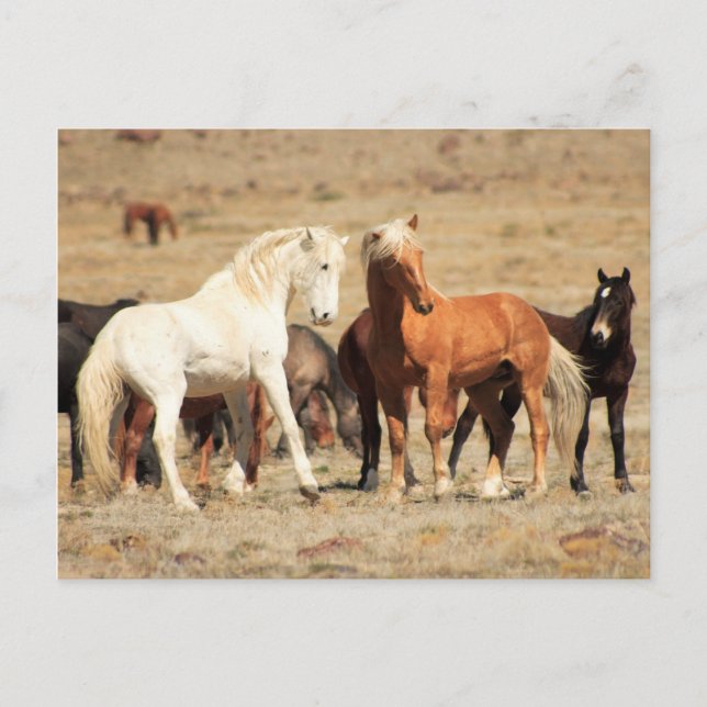 Cartão Postal Power Play (Frente)