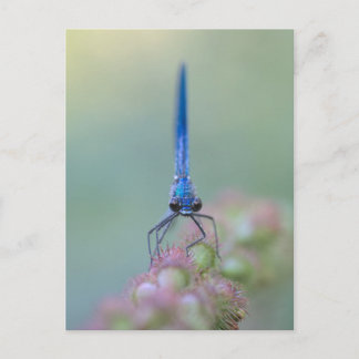 Cartão Postal Prachtlibelle