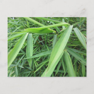 Cartão Postal Prado de bambu
