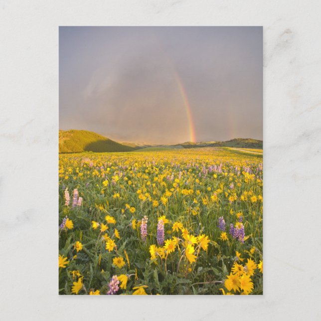 Cartão Postal Prado de flor silvestre espetacular no nascer do s (Frente)