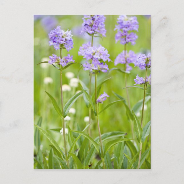 Cartão Postal Prado de flores silvestres penstemon no (Frente)