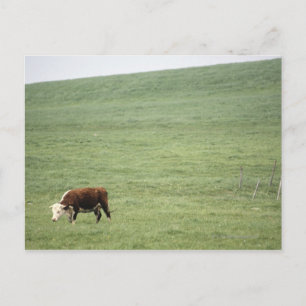 Cartão Postal Prado de vaca em campo, Nova Escócia, Canadá